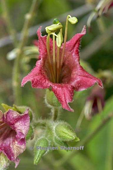 nicotiana tomentosa graphic